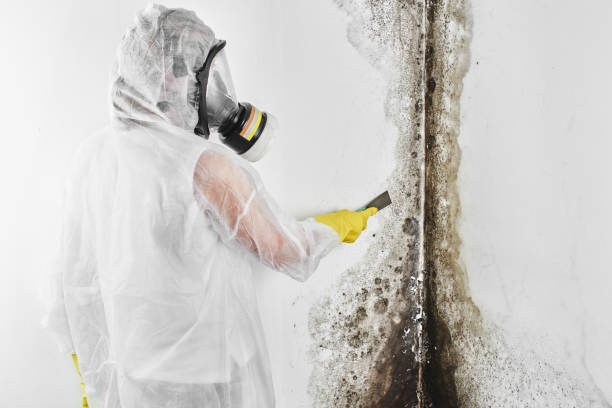 Best Certified Mold Removal  in Warrensville Heights, OH