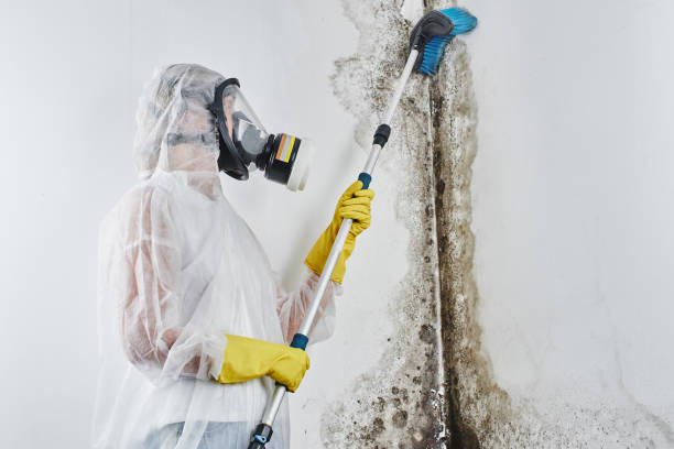 Best Black Mold Removal  in Warrensville Heights, OH