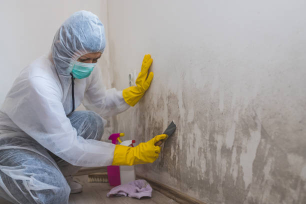 Best Mold Removal Company Near Me  in Warrensville Heights, OH