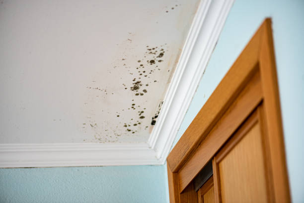 Best Local Mold Removal Service  in Warrensville Heights, OH