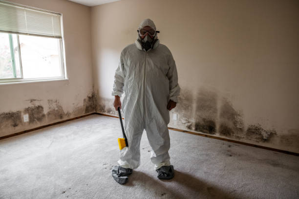 Best Mold Removal and Inspection  in Warrensville Heights, OH