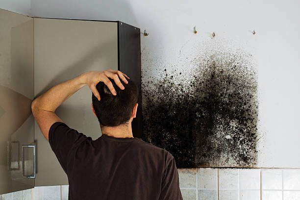 Best Emergency Mold Removal  in Warrensville Heights, OH