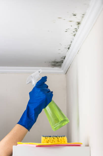 Best Black Mold Removal  in Warrensville Heights, OH